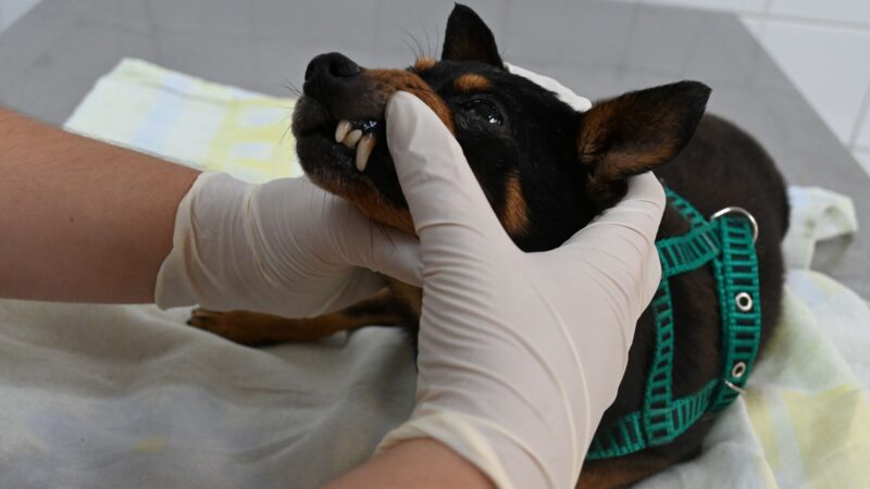 Prefeitura de Niterói abre agendamento de consulta veterinária nesta quinta-feira (08/05)