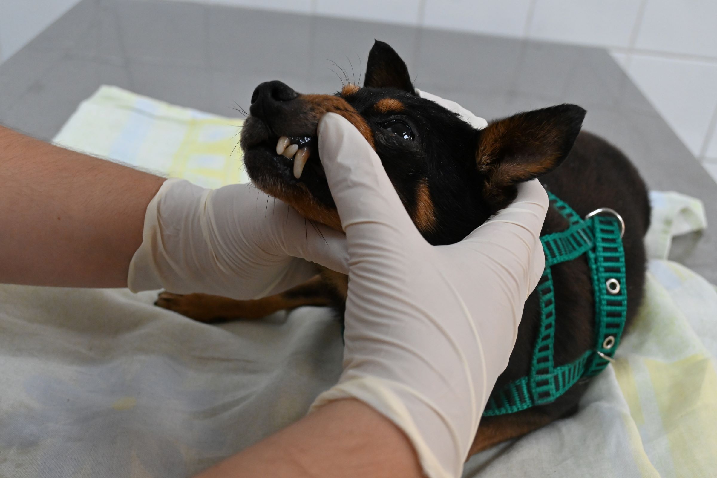 Prefeitura de Niterói abre agendamento de consulta veterinária nesta quinta-feira (08/05)