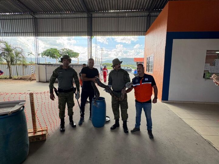Secretaria de Segurança Cidadã resgata jiboia em Bambuí