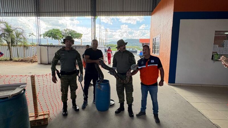 Secretaria de Segurança Cidadã resgata jiboia em Bambuí