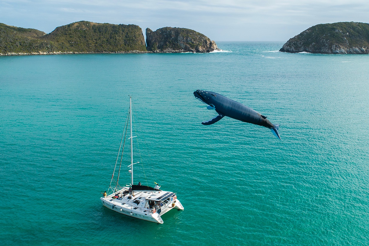 Arraial do Cabo abre oficialmente a “Temporada de Baleias 2025” no dia 6 de junho