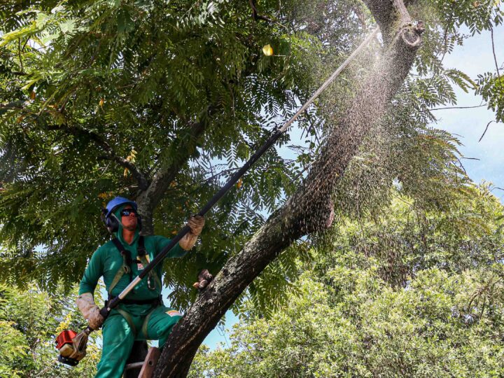 Poda de árvores interdita temporariamente a Estrada Leopoldo Fróes, em Niterói