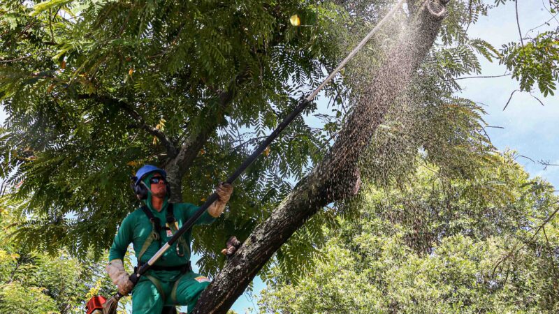 Poda de árvores interdita temporariamente a Estrada Leopoldo Fróes, em Niterói