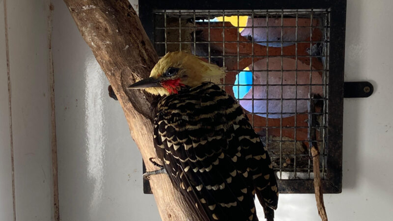 ASAS fortalece preservação ambiental com resgate de 88 animais em abril