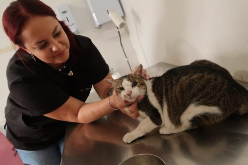 Centros veterinários de São Gonçalo oferecem consultas de baixa complexidade