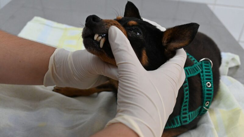 Coordenadoria de Animais abre agendamento de consulta veterinária pelo Colab nesta segunda-feira (09)