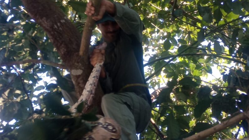 Guarda Municipal resgata jiboia de 2,5 metros no Engenho do Mato