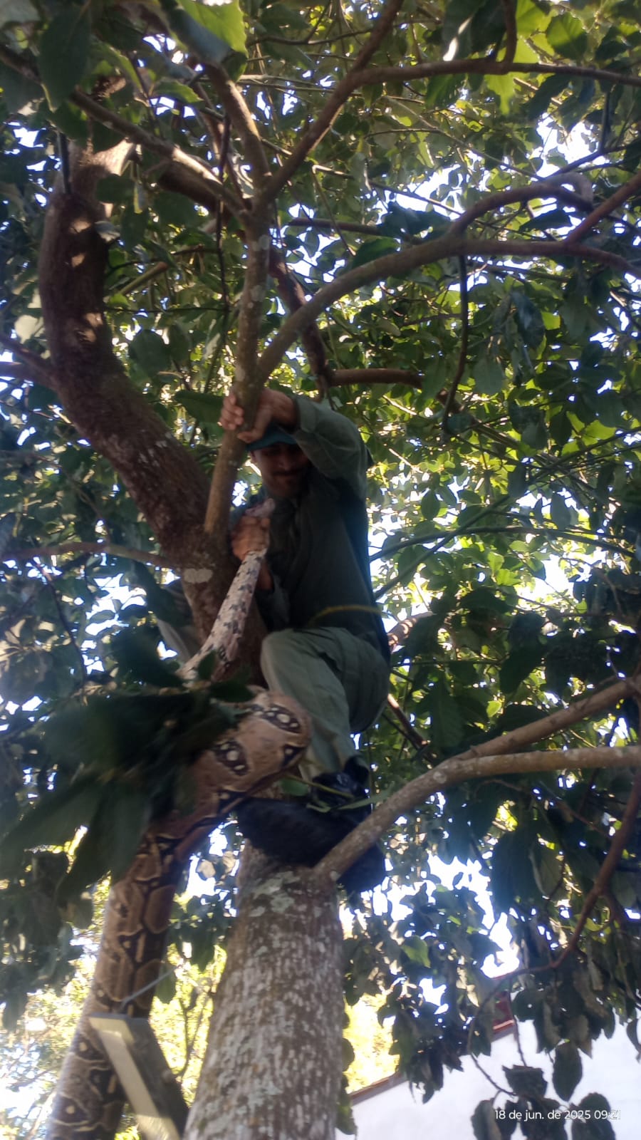 Guarda Municipal resgata jiboia de 2,5 metros no Engenho do Mato