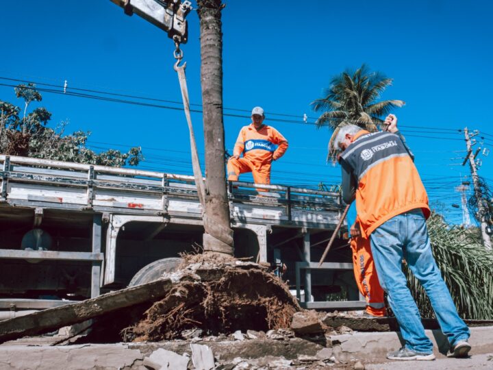 Prefeitura transfere árvores da Avenida 22 de Maio para o Horto Municipal
