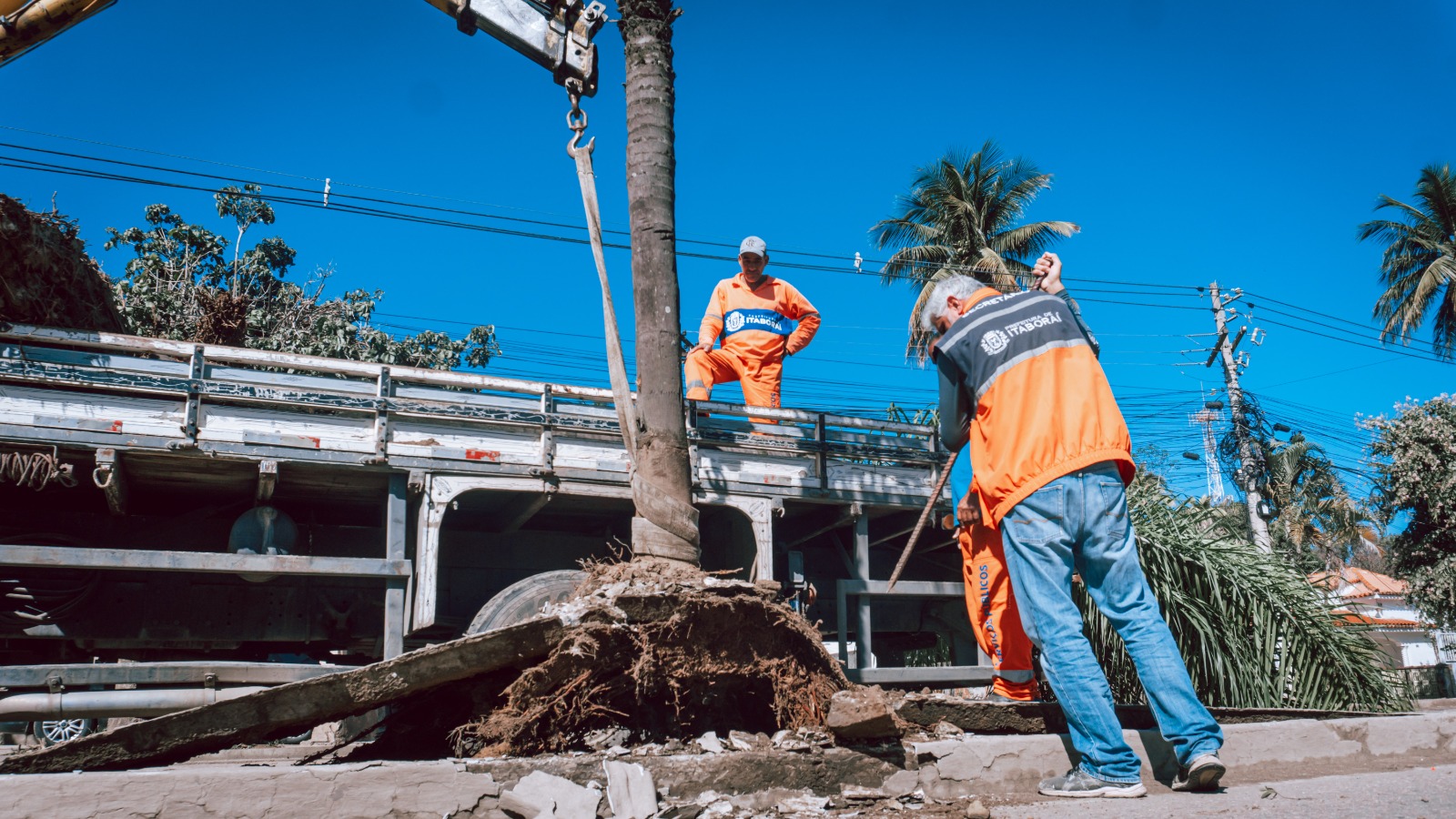 Prefeitura transfere árvores da Avenida 22 de Maio para o Horto Municipal