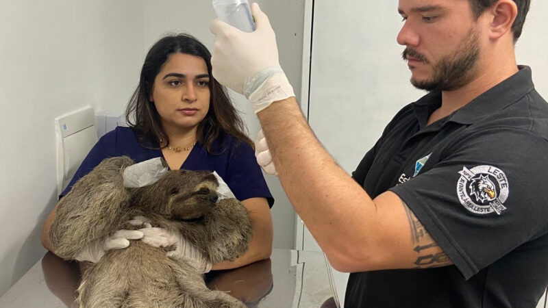 ASAS acolhe preguiça-de-garganta-marrom e reforça compromisso com a fauna da Mata Atlântica