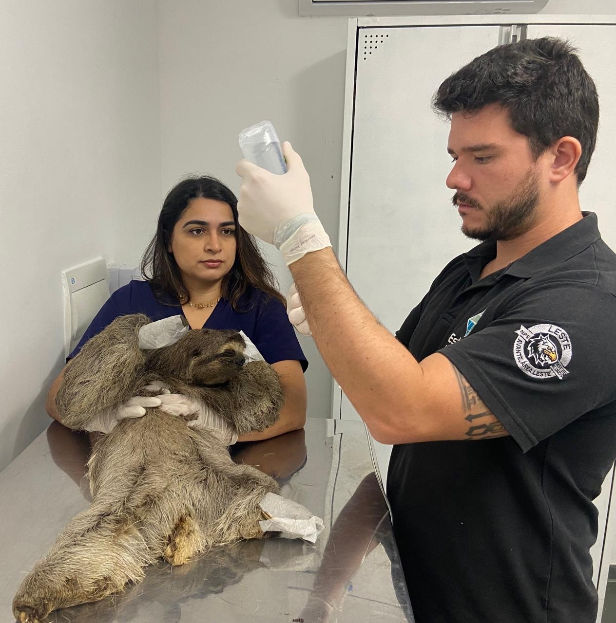 ASAS acolhe preguiça-de-garganta-marrom e reforça compromisso com a fauna da Mata Atlântica