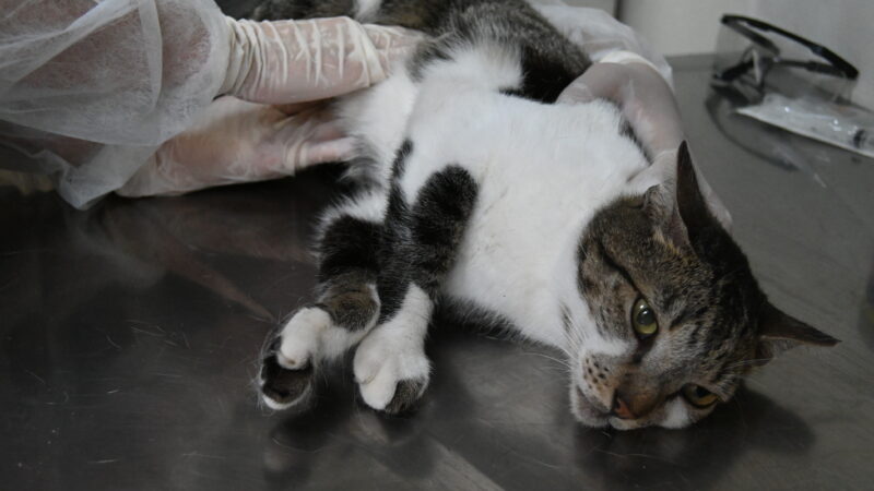 Prefeitura de Niterói agenda consulta veterinária pelo Colab nesta sexta-feira (01/08)