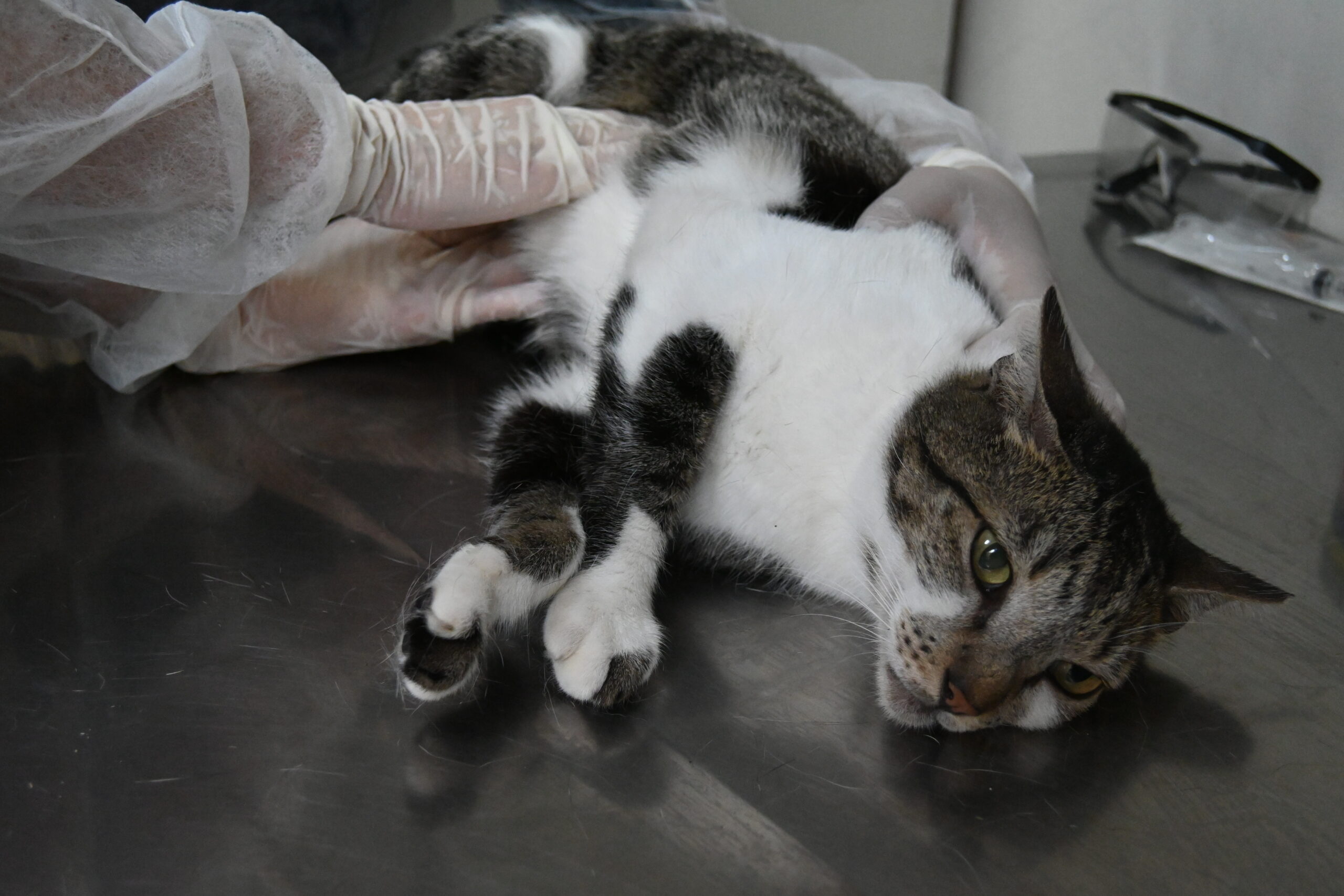 Prefeitura de Niterói agenda consulta veterinária pelo Colab nesta sexta-feira (01/08)