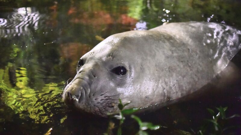 Elefante-marinho é monitorado pela Prefeitura após circular por diferentes praias de Niterói