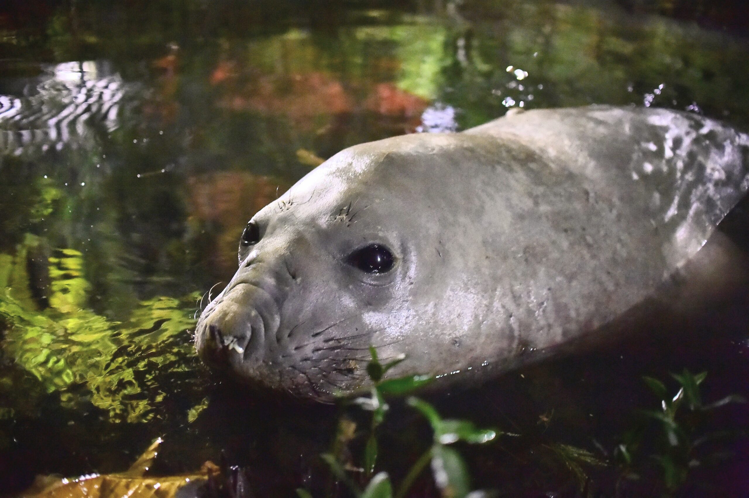Elefante-marinho é monitorado pela Prefeitura após circular por diferentes praias de Niterói
