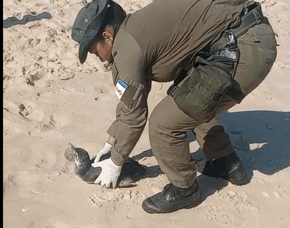 Guarda Ambiental de Niterói resgata pinguim na Praia de Icaraí