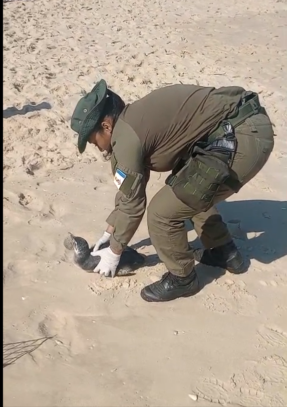 Guarda Ambiental de Niterói resgata pinguim na Praia de Icaraí