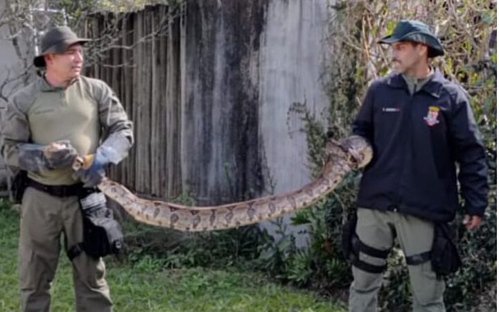 Guarda Ambiental de Niterói resgata jiboia de 3 metros em muro de casa em Várzea das Moças