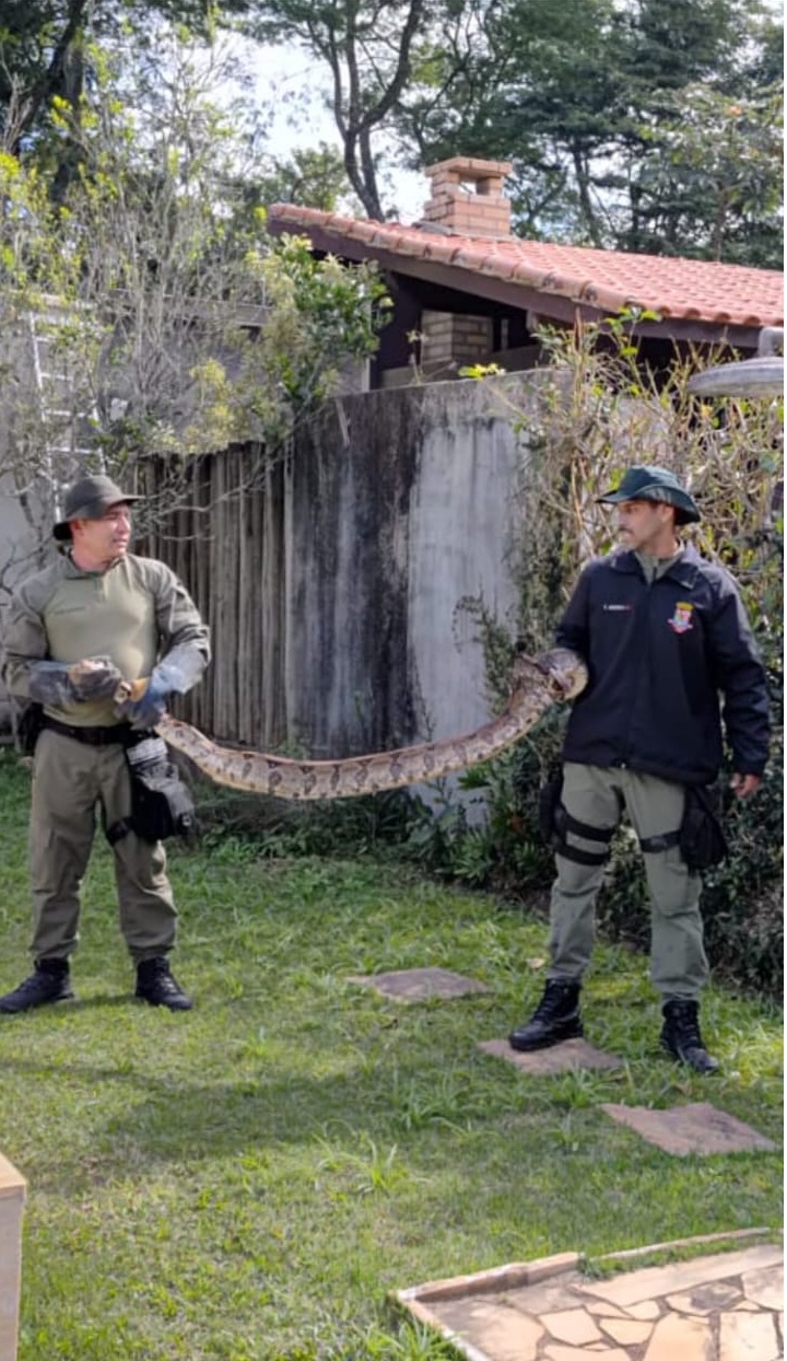 Guarda Ambiental de Niterói resgata jiboia de 3 metros em muro de casa em Várzea das Moças