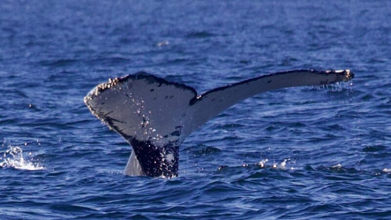 Niterói recebe a segunda temporada de observação de baleias
