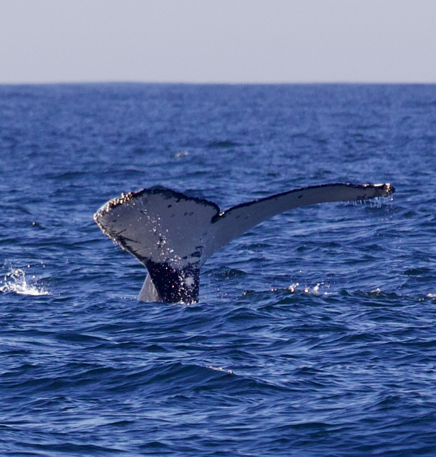 Niterói recebe a segunda temporada de observação de baleias