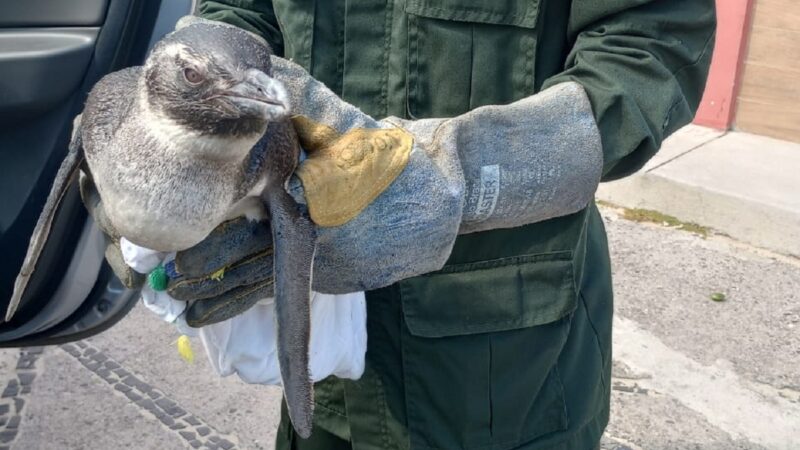 Niterói recebe pinguins vindos da Patagônia durante o inverno