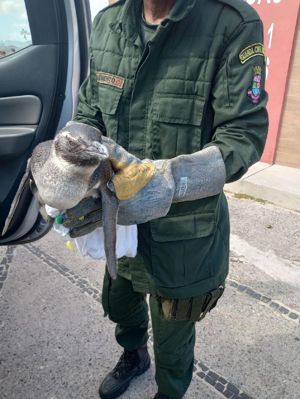 Niterói recebe pinguins vindos da Patagônia durante o inverno