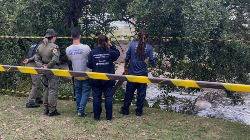 Guarda Ambiental de Niterói atua no monitoramento de elefante-marinho