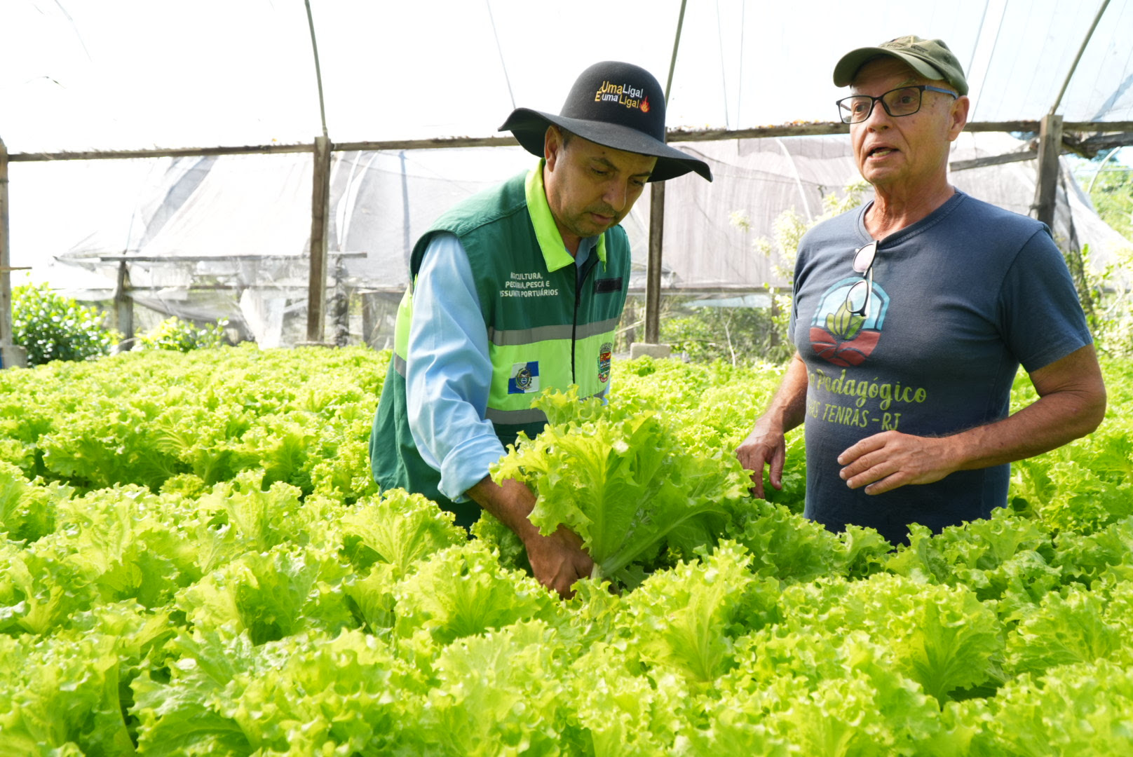 Sítio em São Gonçalo se destaca com produção natural de alfaces e projetos sociais