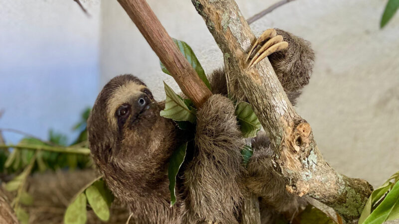 ASAS destaca diversidade de espécies resgatadas no mês do Meio Ambiente