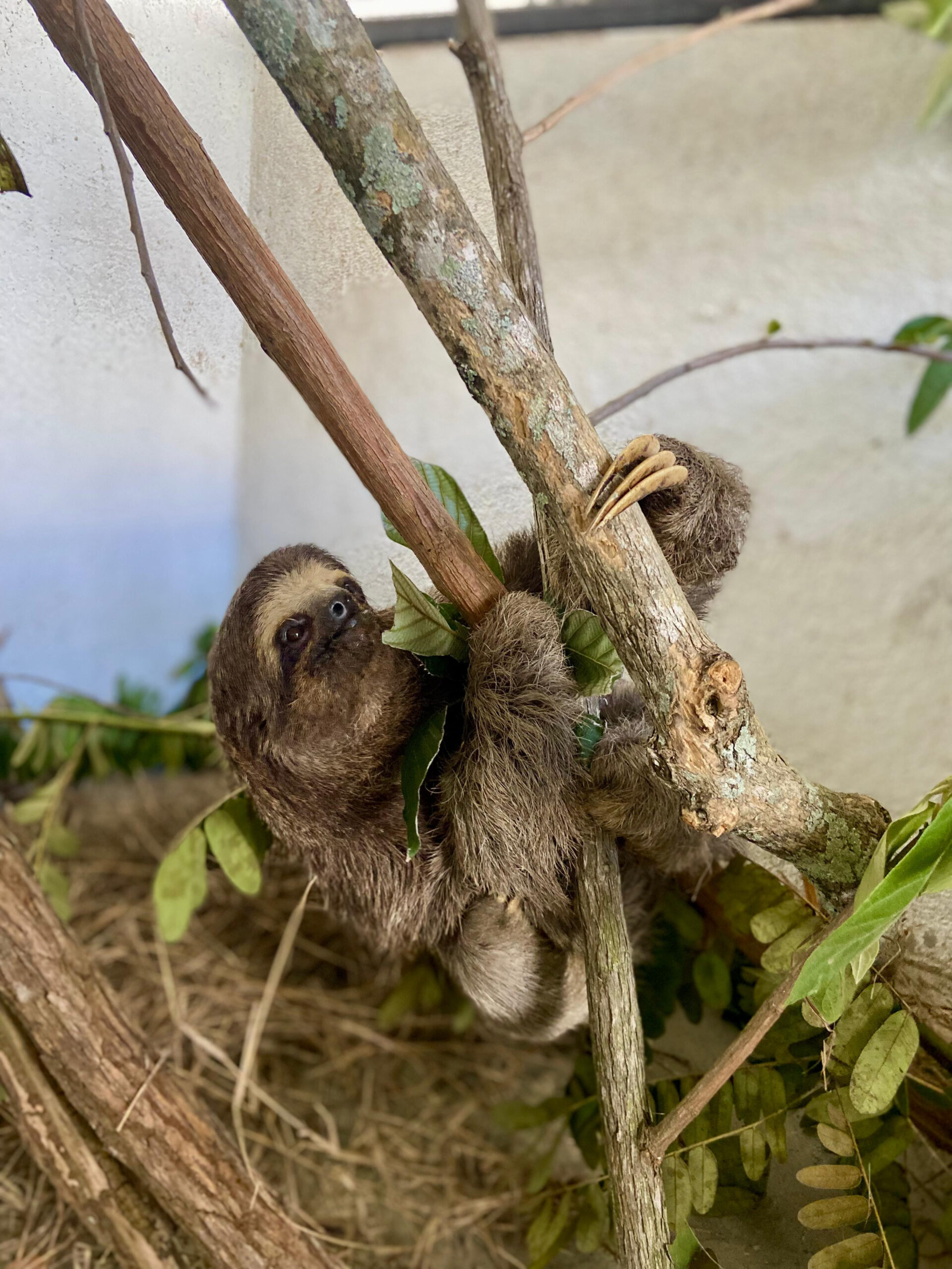 ASAS destaca diversidade de espécies resgatadas no mês do Meio Ambiente