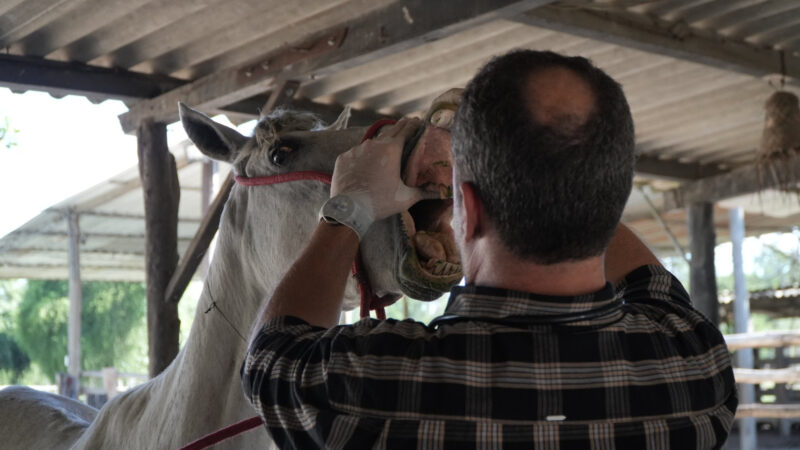 São Gonçalo lança edital para doação de animais de grande porte apreendidos