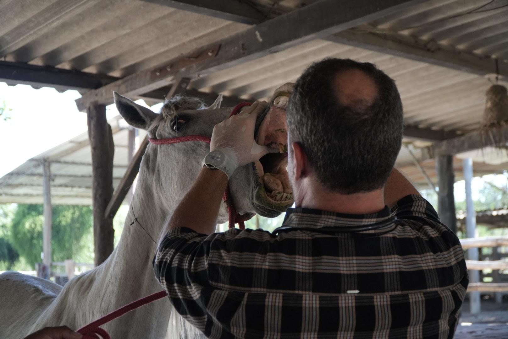 São Gonçalo lança edital para doação de animais de grande porte apreendidos