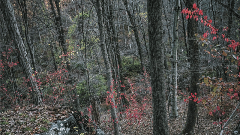 MAC Niterói inaugura exposição individual de Edo Costantini