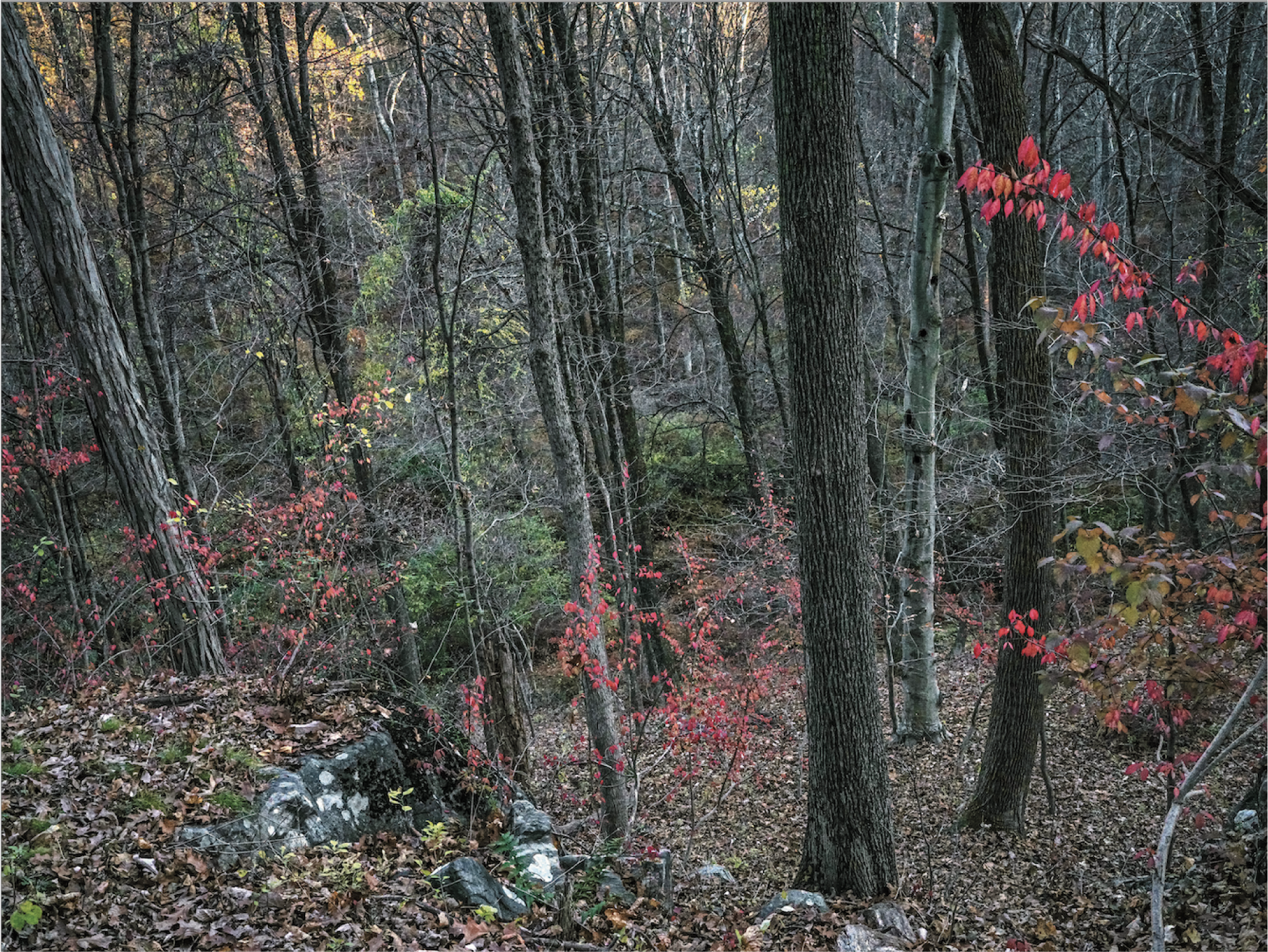 MAC Niterói inaugura exposição individual de Edo Costantini