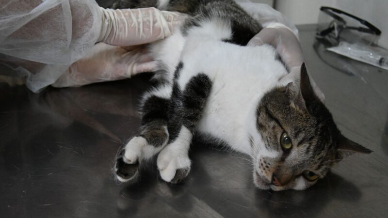 Prefeitura de Niterói oferece tratamento gratuito contra fungo que atinge gatos