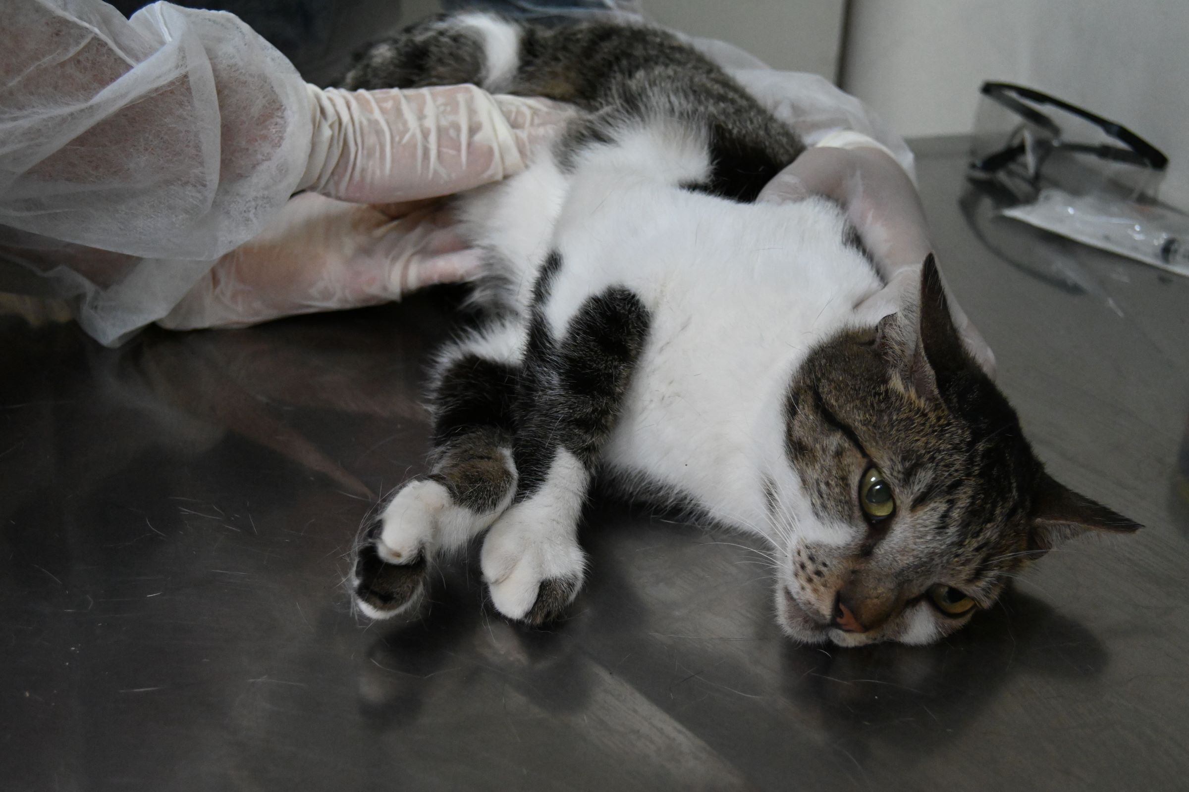 Prefeitura de Niterói oferece tratamento gratuito contra fungo que atinge gatos