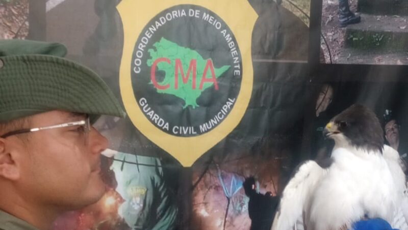 Coordenadoria de Meio Ambiente da Guarda de Niterói resgata gavião no Largo da Batalha