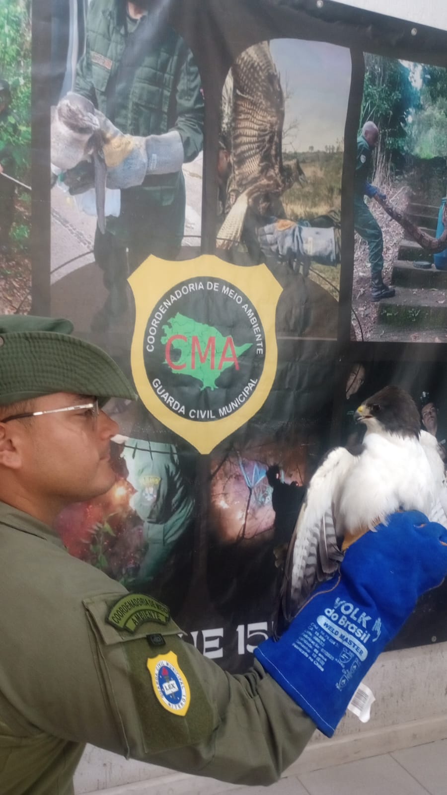 Coordenadoria de Meio Ambiente da Guarda de Niterói resgata gavião no Largo da Batalha