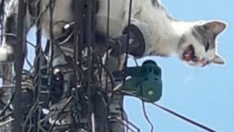 Dono de hortifruti é conduzido à delegacia por furto de energia em Niterói