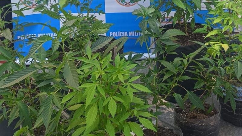 Plantação de maconha é descoberta em casa no Engenho do Mato, em Niterói