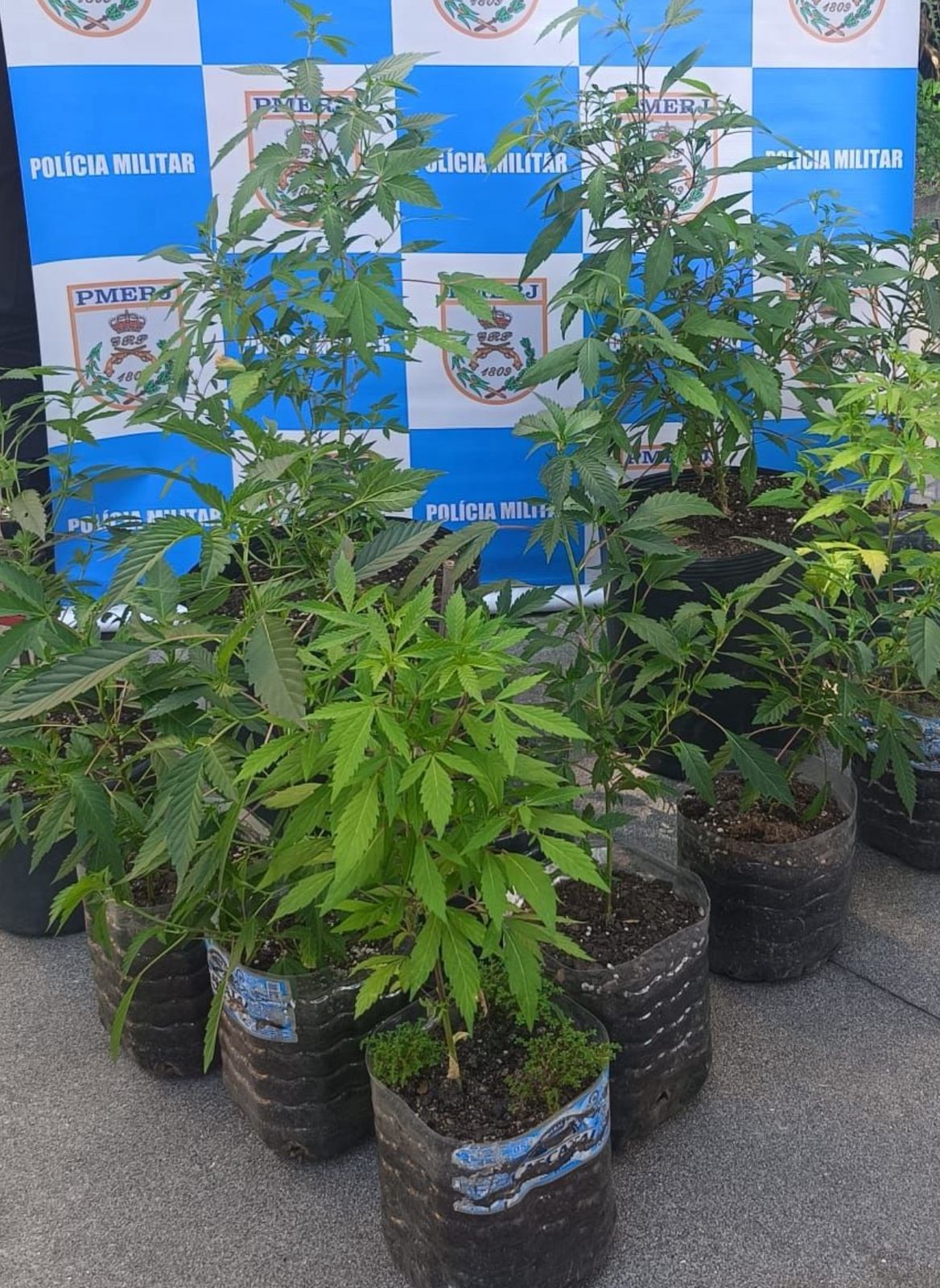 Plantação de maconha é descoberta em casa no Engenho do Mato, em Niterói