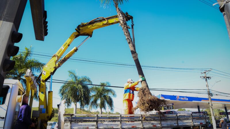 Itaboraí retira palmeiras da Avenida 22 de Maio para replantio no Horto Municipal como parte da construção da ciclovia