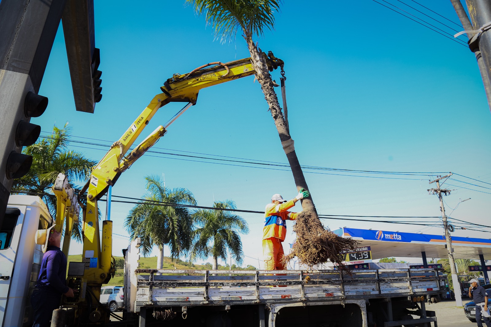 Itaboraí retira palmeiras da Avenida 22 de Maio para replantio no Horto Municipal como parte da construção da ciclovia