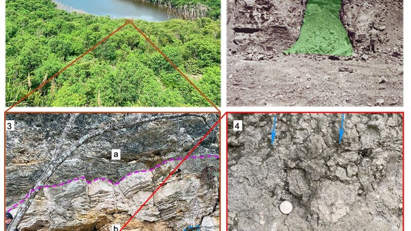 Nova espécie de mamífero fóssil é identificada no Parque Paleontológico de São José de Itaboraí