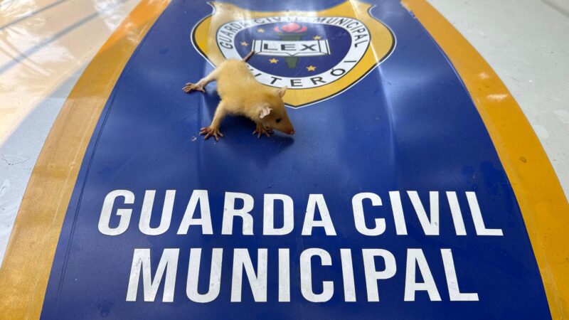 Gambá bebê é resgatado pela Guarda Municipal de Niterói 