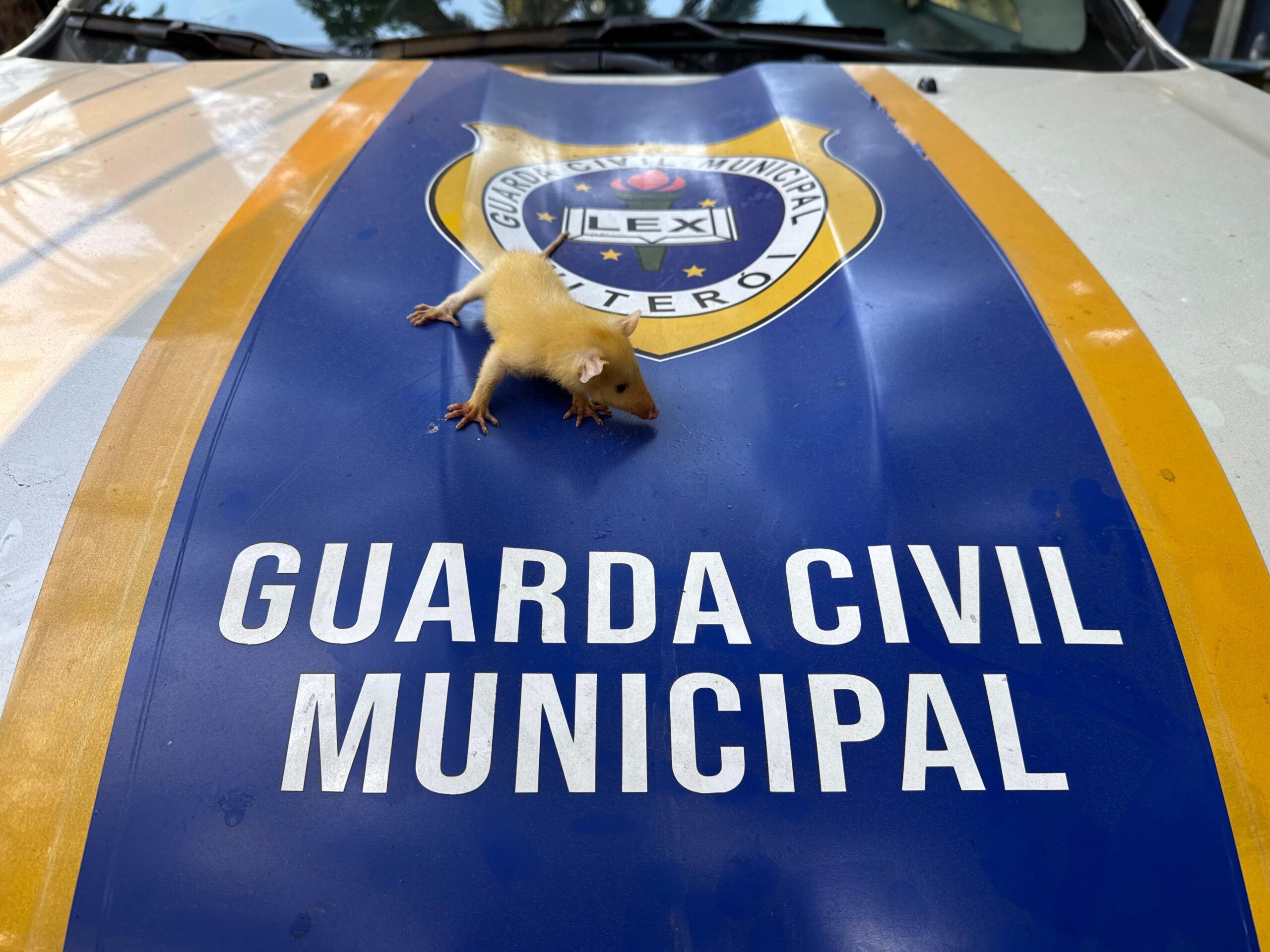 Gambá bebê é resgatado pela Guarda Municipal de Niterói 