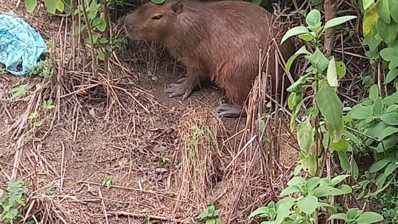 Capivara resgatada pela Guarda Municipal de Niterói foi reintegrada em área de Proteção Ambiental