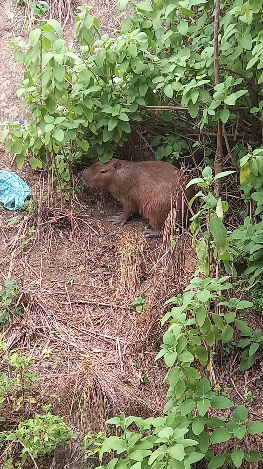 Capivara resgatada pela Guarda Municipal de Niterói foi reintegrada em área de Proteção Ambiental